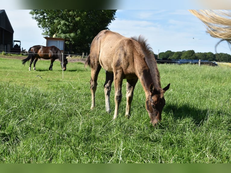 Caballo cuarto de milla Semental Potro (03/2026) 153 cm Buckskin/Bayo in Nordhorn