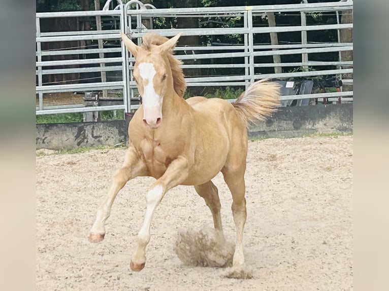 Caballo cuarto de milla Semental Potro (04/2024) 153 cm Champán in GreußenheimGreußenheim