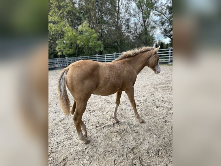 Caballo cuarto de milla Semental Potro (04/2024) 153 cm Champán in GreußenheimGreußenheim