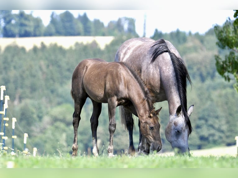 Caballo cuarto de milla Semental Potro (04/2026) 153 cm Musgo in Pichl bei Wels