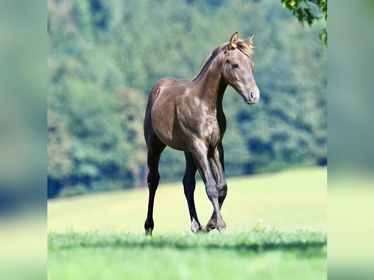 Caballo cuarto de milla Semental Potro (04/2026) 153 cm Musgo in Pichl bei Wels