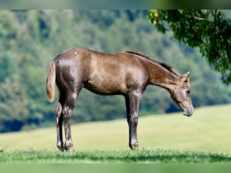 Caballo cuarto de milla Semental Potro (04/2026) 153 cm Musgo in Pichl bei Wels