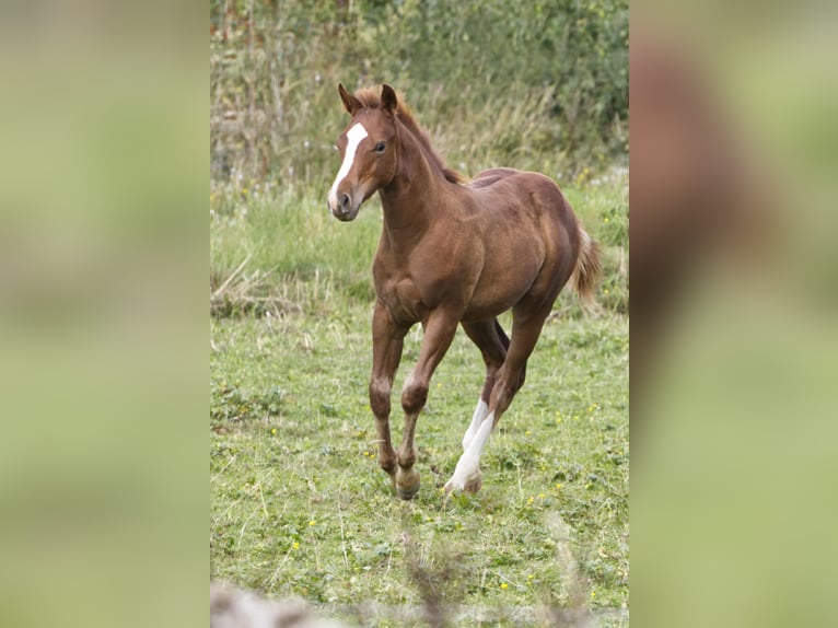 Caballo cuarto de milla Semental Potro (04/2025) 154 cm Alazán in Igling