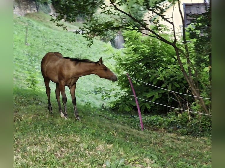 Caballo cuarto de milla Semental Potro (04/2024) 154 cm Bayo in Ternitz