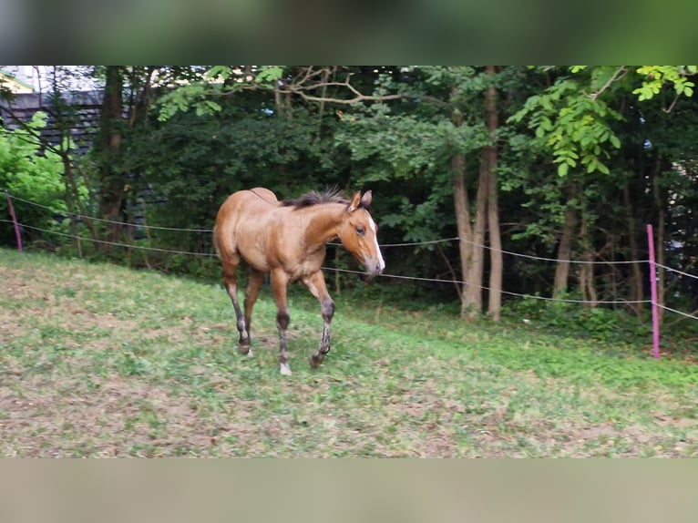 Caballo cuarto de milla Semental Potro (04/2024) 154 cm Bayo in Ternitz