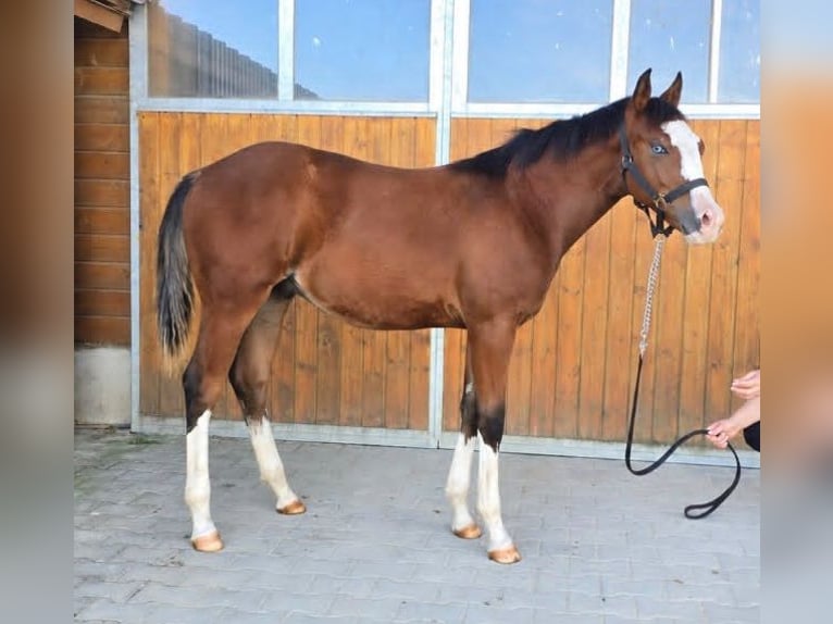 Caballo cuarto de milla Semental Potro (02/2026) 154 cm Castaño in Bad Abbach