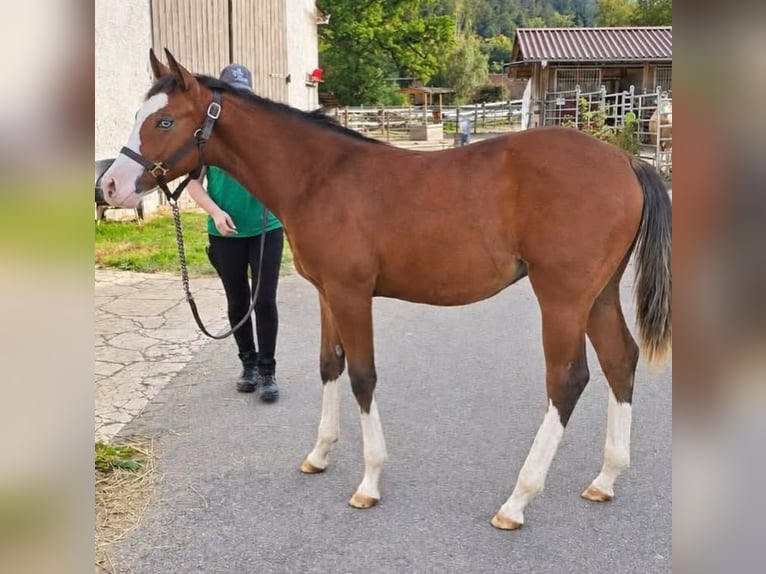 Caballo cuarto de milla Semental Potro (02/2026) 154 cm Castaño in Bad Abbach