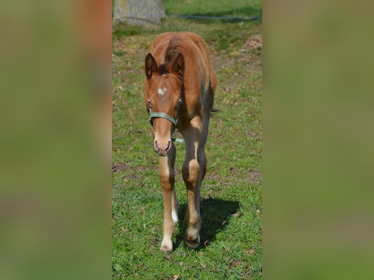 Caballo cuarto de milla Semental Potro (03/2026) 154 cm Champán in Nordhorn