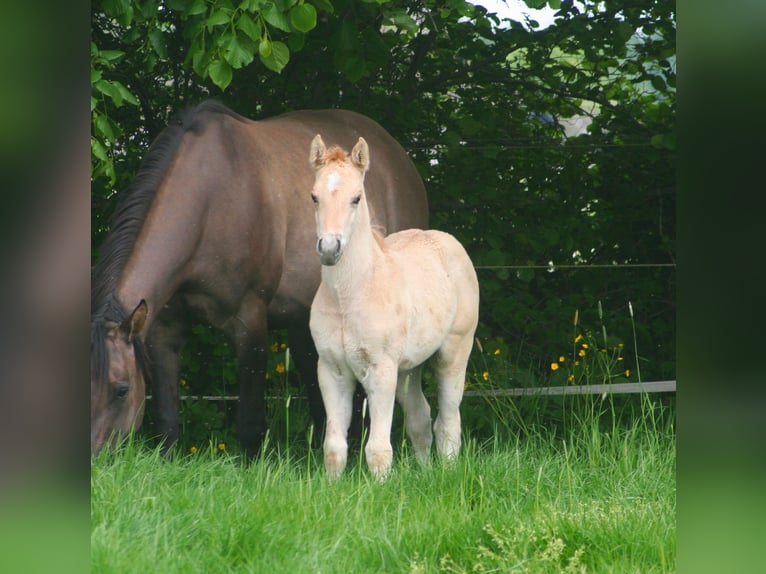 Caballo cuarto de milla Semental Potro (03/2026) 154 cm Dunalino (Cervuno x Palomino) in Düsseldorf