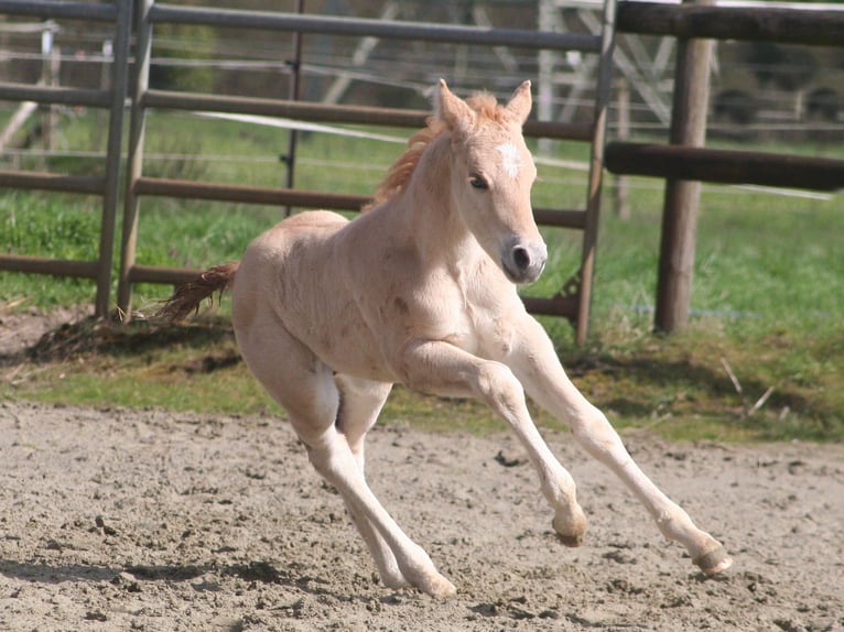 Caballo cuarto de milla Semental Potro (03/2026) 154 cm Dunalino (Cervuno x Palomino) in Düsseldorf