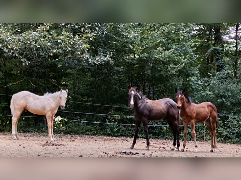 Caballo cuarto de milla Semental Potro (01/2026) 154 cm Palomino in Breitenfurt bei Wien