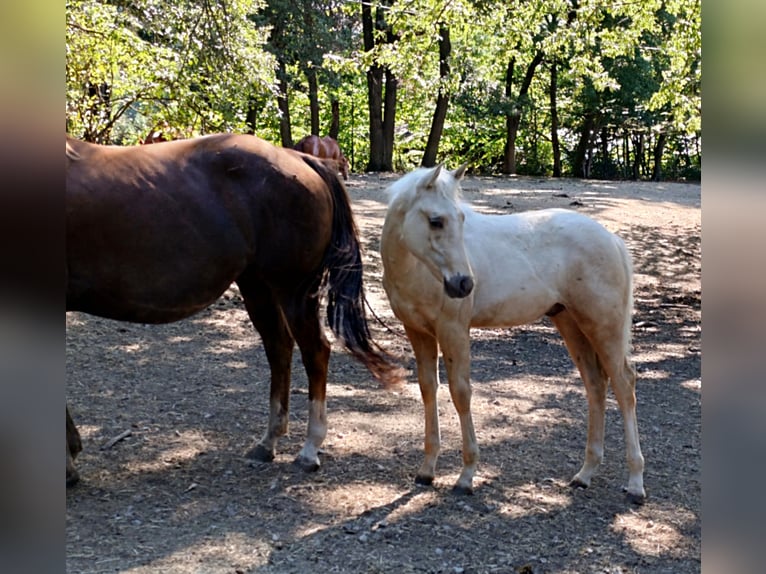 Caballo cuarto de milla Semental Potro (01/2026) 154 cm Palomino in Breitenfurt bei Wien