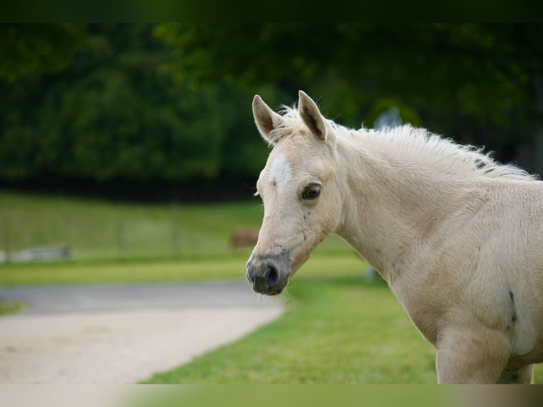 Caballo cuarto de milla Semental Potro (05/2026) 154 cm Palomino in Neufra