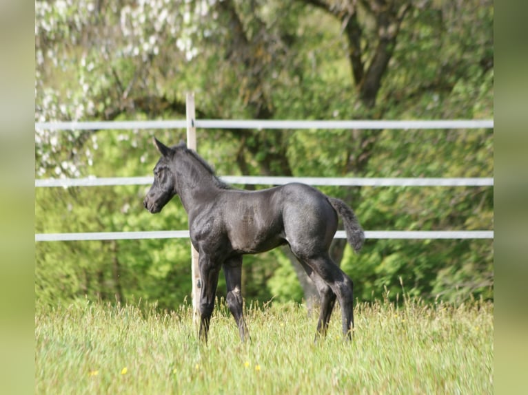Caballo cuarto de milla Semental  154 cm Ruano azulado in Breitenbach