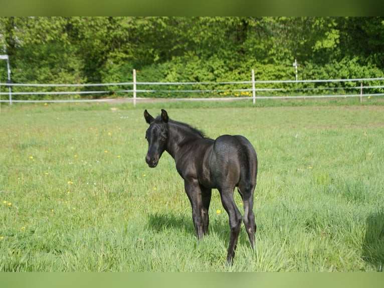 Caballo cuarto de milla Semental  154 cm Ruano azulado in Breitenbach