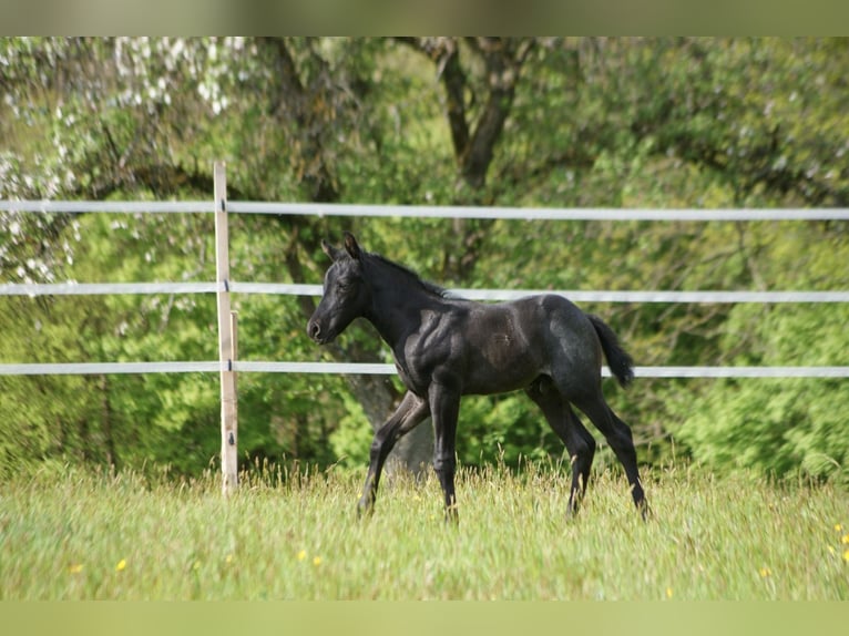 Caballo cuarto de milla Semental  154 cm Ruano azulado in Breitenbach