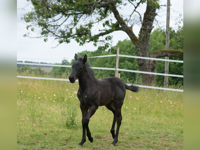 Caballo cuarto de milla Semental  154 cm Ruano azulado in Breitenbach
