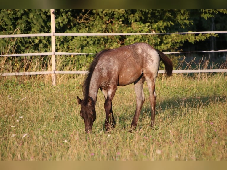 Caballo cuarto de milla Semental Potro (04/2025) 154 cm Ruano azulado in Breitenbach