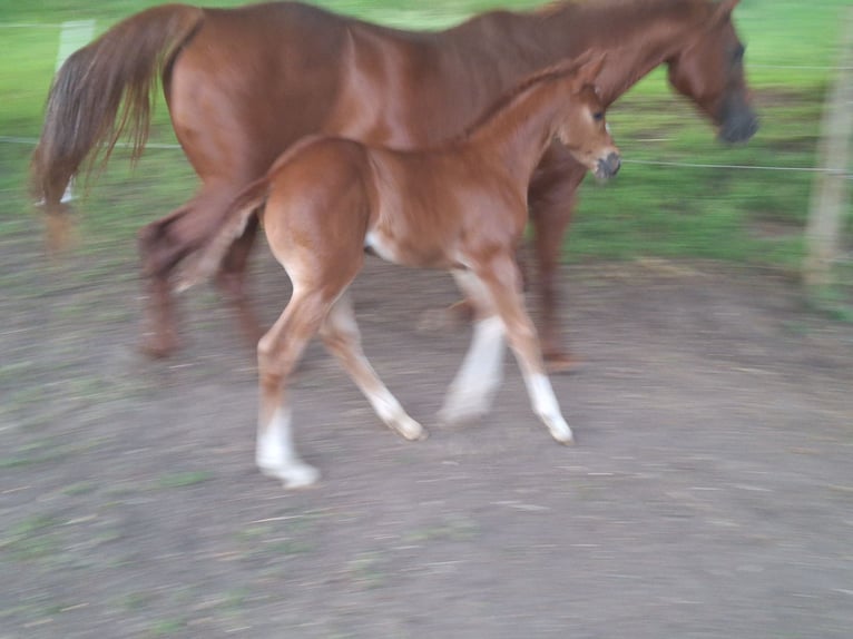 Caballo cuarto de milla Semental Potro (05/2026) 155 cm Alazán in Baumholder