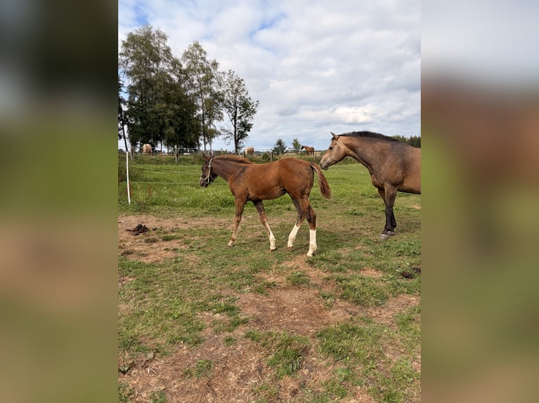 Caballo cuarto de milla Semental Potro (04/2026) 155 cm Alazán-tostado in Helmbrechts