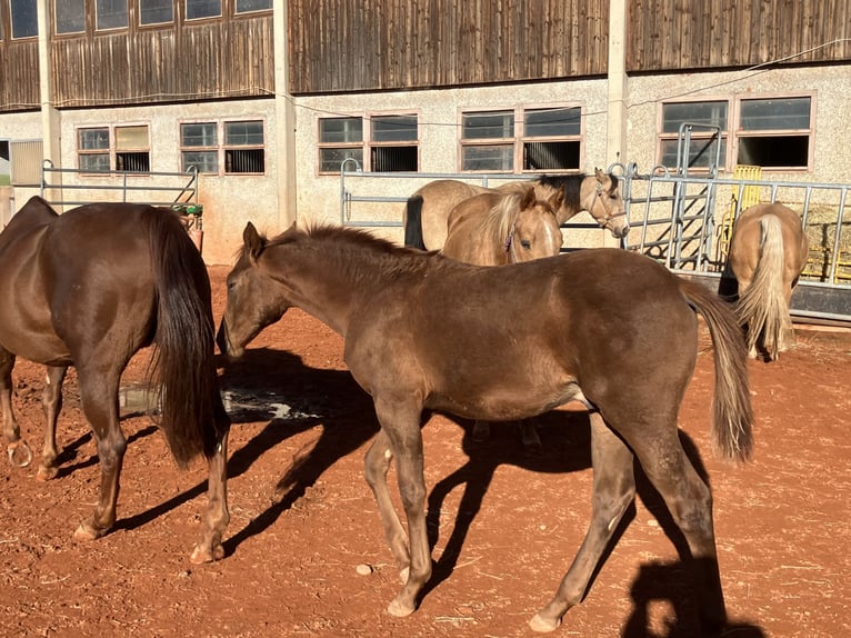 Caballo cuarto de milla Semental Potro (05/2025) 155 cm Alazán-tostado in Gemmingen