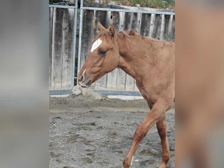 Caballo cuarto de milla Mestizo Semental Potro (04/2025) 155 cm Alazán in Tarrenz Caballo cuarto de milla Mestizo Semental Potro (04/2025) 155 cm Alazán in Tarrenz