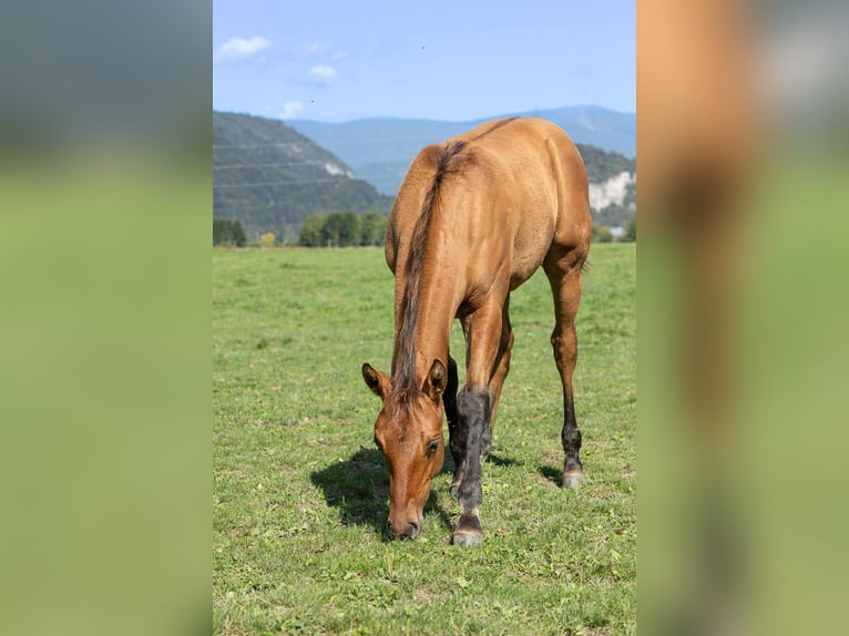 Caballo cuarto de milla Semental Potro (05/2025) 155 cm Bayo in Arnoldstein