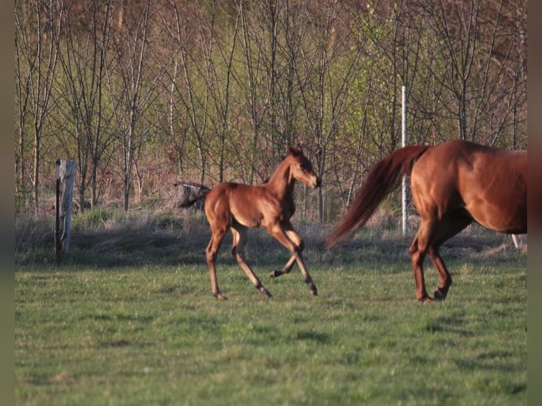 Caballo cuarto de milla Semental  155 cm Castaño in Marklohe