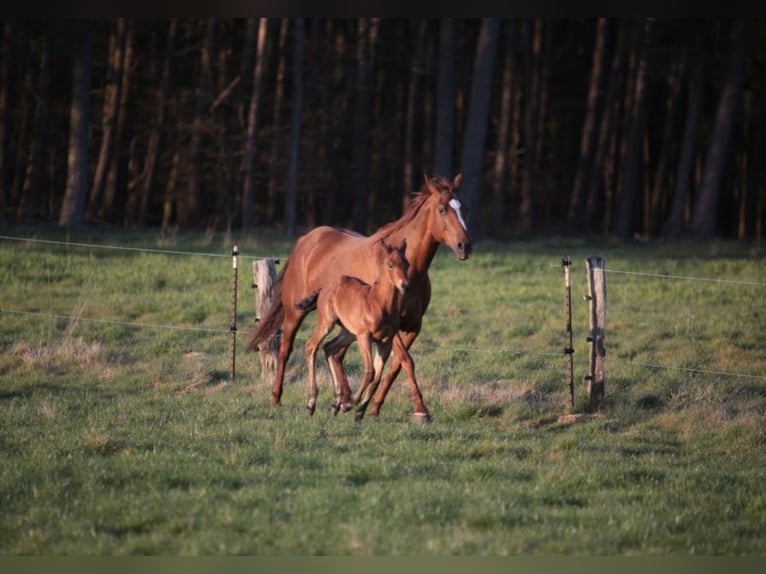 Caballo cuarto de milla Semental  155 cm Castaño in Marklohe