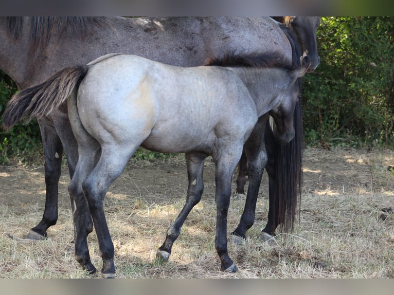 Caballo cuarto de milla Semental Potro (04/2026) 155 cm Ruano azulado in Soulgé-sur-Ouette