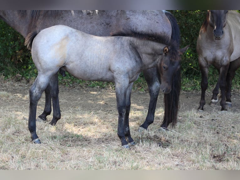 Caballo cuarto de milla Semental Potro (04/2026) 155 cm Ruano azulado in Soulgé-sur-Ouette