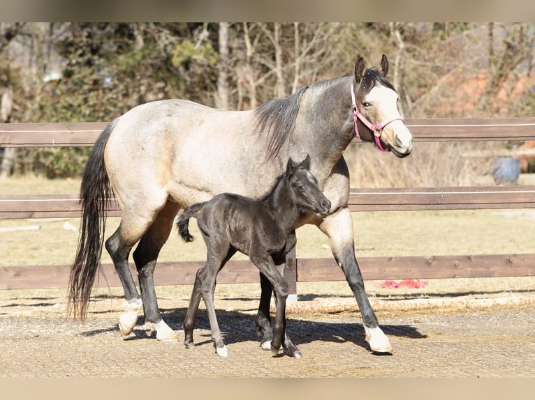 Caballo cuarto de milla Semental  155 cm Ruano azulado in Hernstein