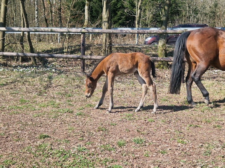 Caballo cuarto de milla Semental  158 cm Castaño in Greifenstein