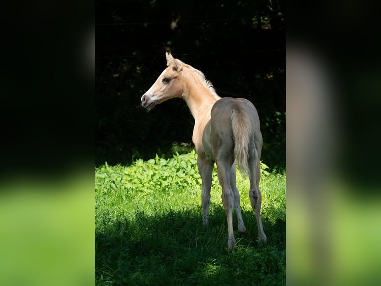 Caballo cuarto de milla Semental Potro (06/2025) 160 cm Palomino in Taufkirchen a. d. Vils