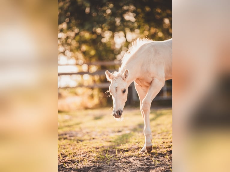Caballo cuarto de milla Semental Potro (05/2025) 163 cm Palomino in Rheine Caballo cuarto de milla Semental Potro (05/2025) 163 cm Palomino in Rheine