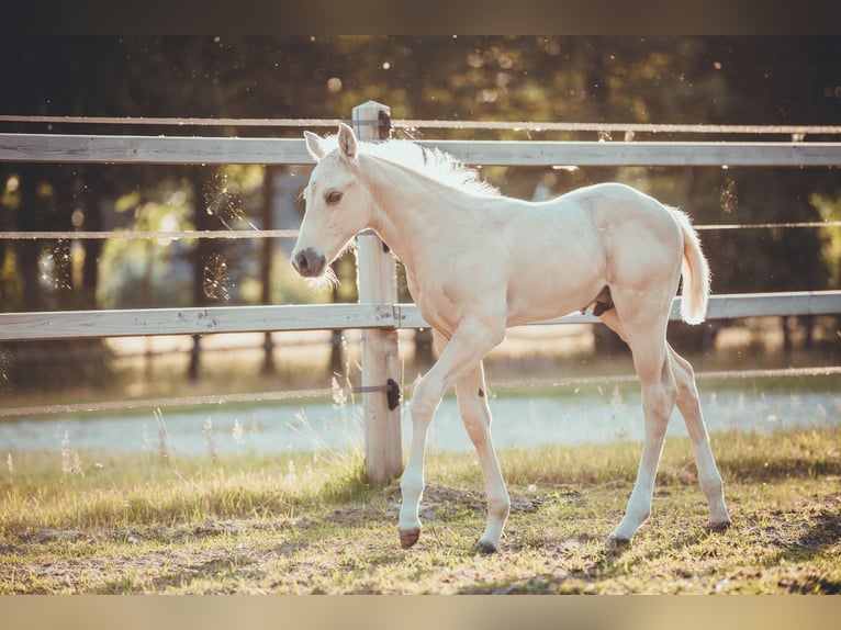 Caballo cuarto de milla Semental Potro (05/2025) 163 cm Palomino in Rheine Caballo cuarto de milla Semental Potro (05/2025) 163 cm Palomino in Rheine