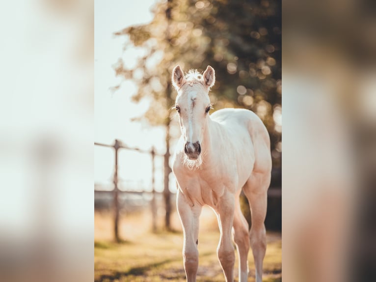 Caballo cuarto de milla Semental Potro (05/2025) 163 cm Palomino in Rheine Caballo cuarto de milla Semental Potro (05/2025) 163 cm Palomino in Rheine