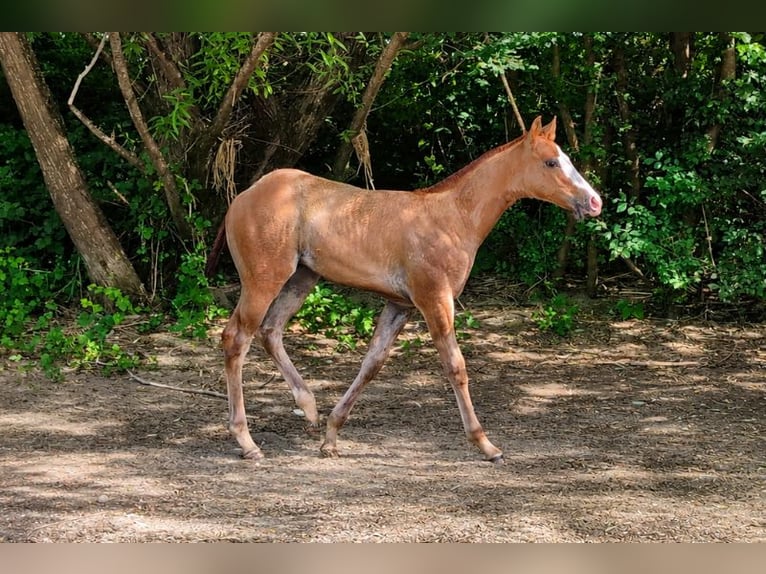 Caballo cuarto de milla Semental Potro (01/2026) Alazán in Caumont