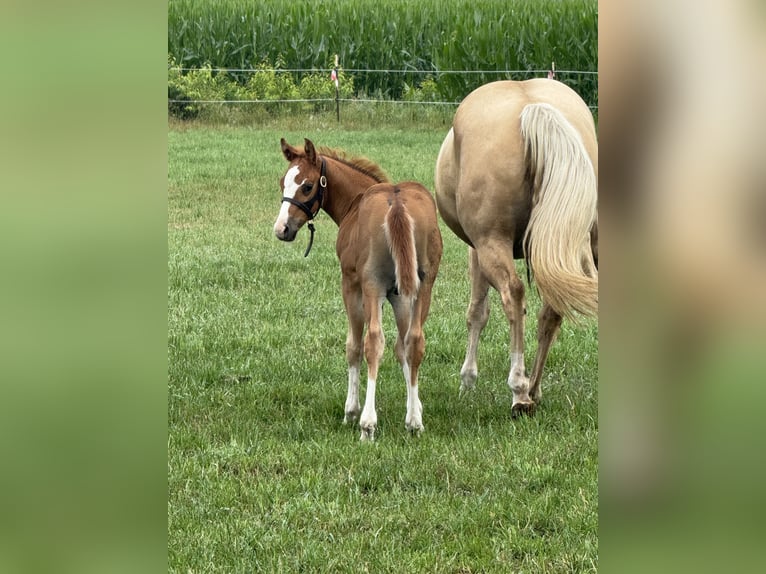 Caballo cuarto de milla Semental Potro (05/2025) Alazán in Meppen