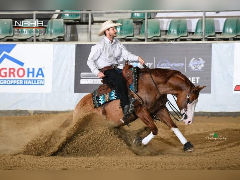 Caballo cuarto de milla Semental Potro (05/2026) Alazán in Deutschlandsberg