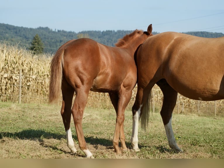 Caballo cuarto de milla Semental Potro (05/2026) Alazán in Deutschlandsberg