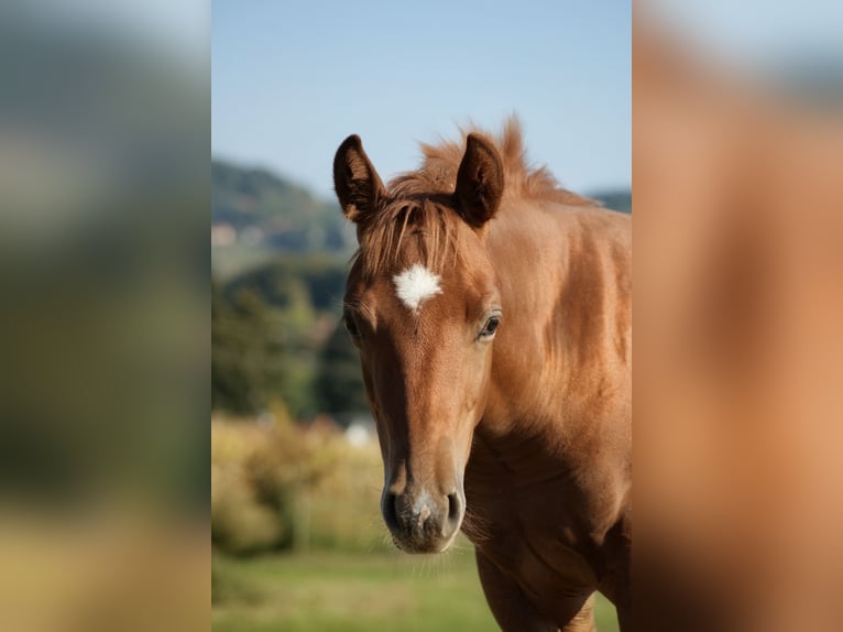 Caballo cuarto de milla Semental Potro (05/2026) Alazán in Deutschlandsberg