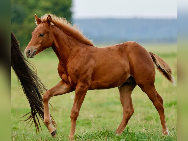 Caballo cuarto de milla Semental Potro (04/2025) Alazán in Freisen