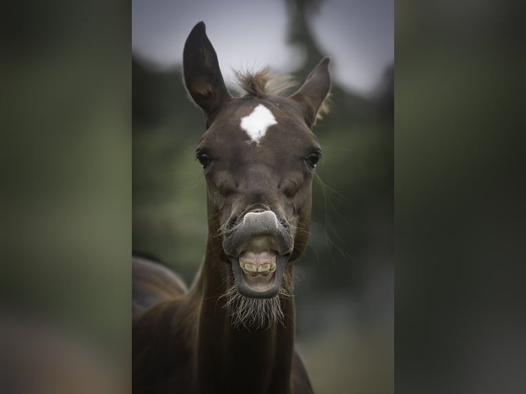 Caballo cuarto de milla Semental  Alazán-tostado in Altenkirchen