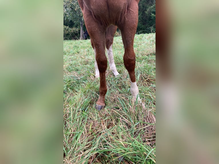 Caballo cuarto de milla Semental Potro (04/2024) Alazán-tostado in Balingen