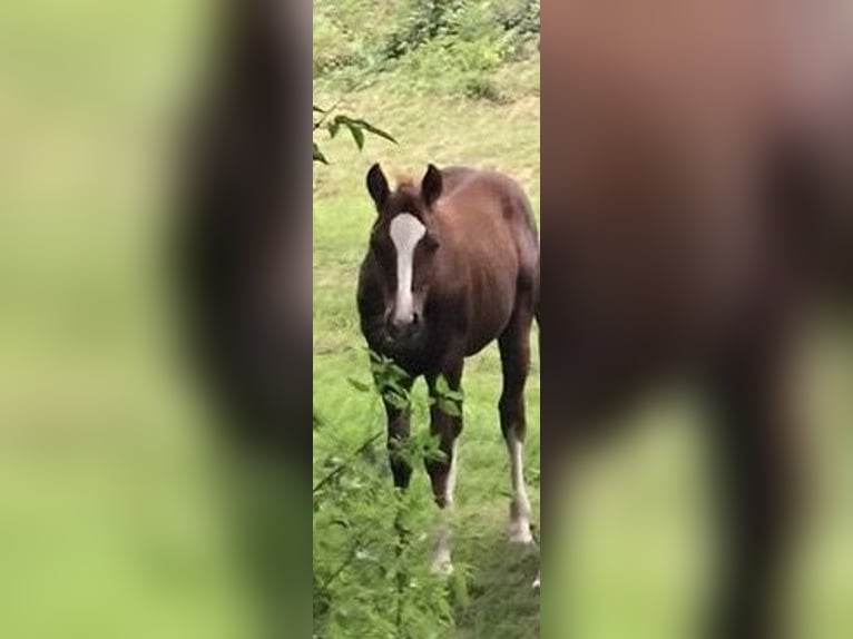 Caballo cuarto de milla Semental Potro (04/2024) Alazán-tostado in Balingen