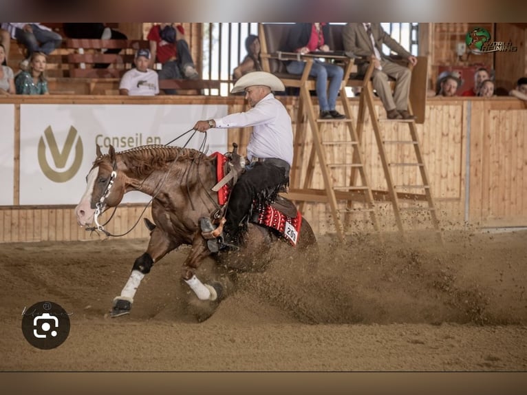 Caballo cuarto de milla Semental Potro (04/2024) Alazán-tostado in Balingen