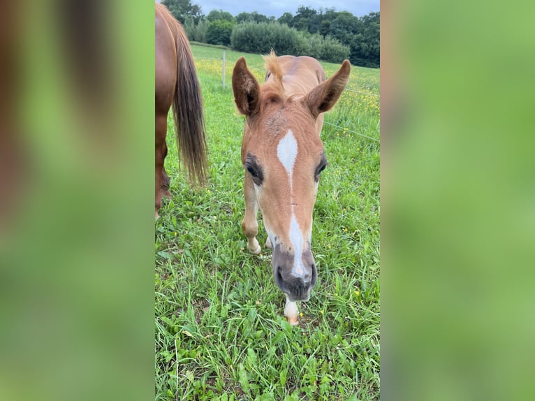 Caballo cuarto de milla Semental Potro (05/2025) Alazán-tostado in N&#xFD;rsko