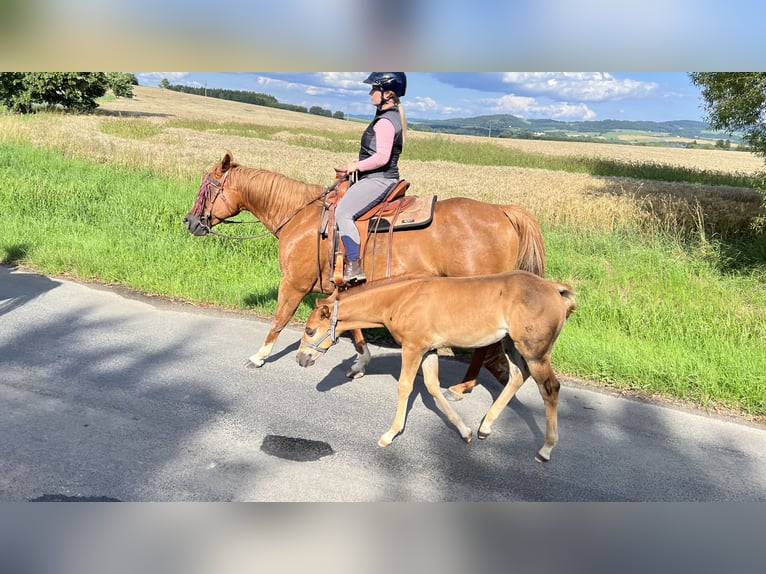 Caballo cuarto de milla Semental Potro (05/2025) Alazán-tostado in N&#xFD;rsko