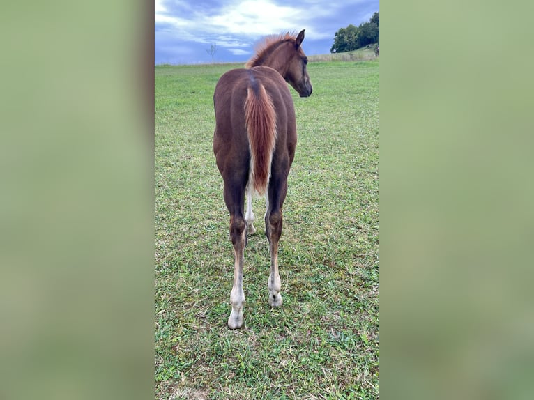 Caballo cuarto de milla Semental Potro (05/2025) Alazán-tostado in N&#xFD;rsko